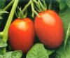 Roma Tomatoes (Acid Free)